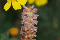Orobanche pubescens