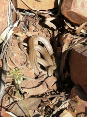 Psammophis brevirostris