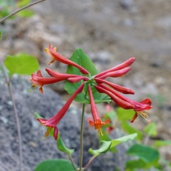 (c) Andrew Tree, some rights reserved (CC BY) Lonicera arizonica, photograph (c) Andrew Tree, some rights reserved (CC BY)
