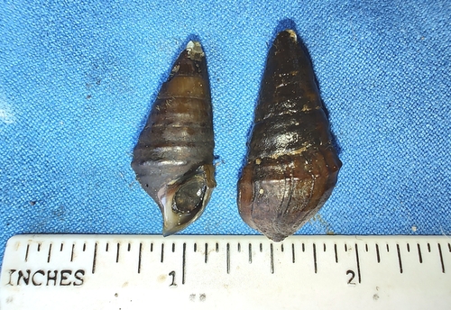 Pleurocera foremani observed 2024-05-16