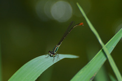 Agriocnemis femina oryzae