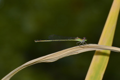 Agriocnemis femina oryzae
