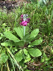 Primula