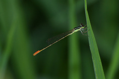Agriocnemis femina oryzae