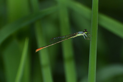 Agriocnemis femina oryzae