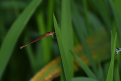 Agriocnemis femina oryzae