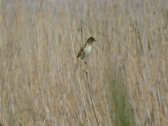 Acrocephalus orientalis