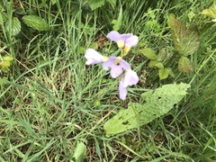 Cardamine pratensis