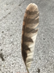 Strix aluco sylvatica