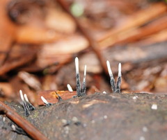 Xylaria apiculata