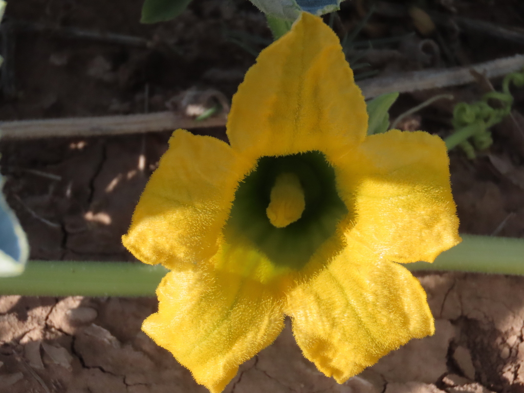 Buffalo Gourd from Cochise County, AZ, USA on May 24, 2024 at 06:59 AM ...