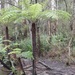 Cyathea australis - Photo (c) Daniel Kurek,  זכויות יוצרים חלקיות (CC BY-NC), הועלה על ידי Daniel Kurek