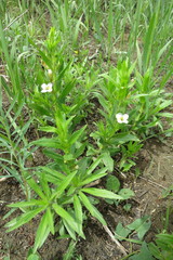 Gratiola officinalis