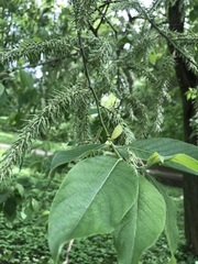 Salix caprea