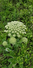 Heracleum stevenii