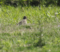 Gallinago paraguaiae