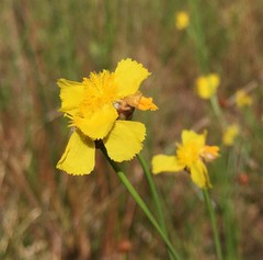 Xyris elliottii
