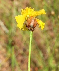 Xyris elliottii
