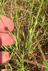 Xyris elliottii