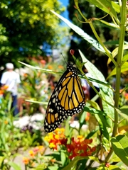 Danaus plexippus