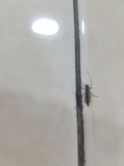 Chironomidae