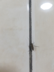 Chironomidae
