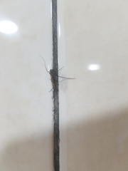 Chironomidae