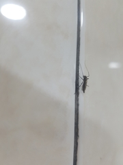 Chironomidae