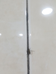 Chironomidae