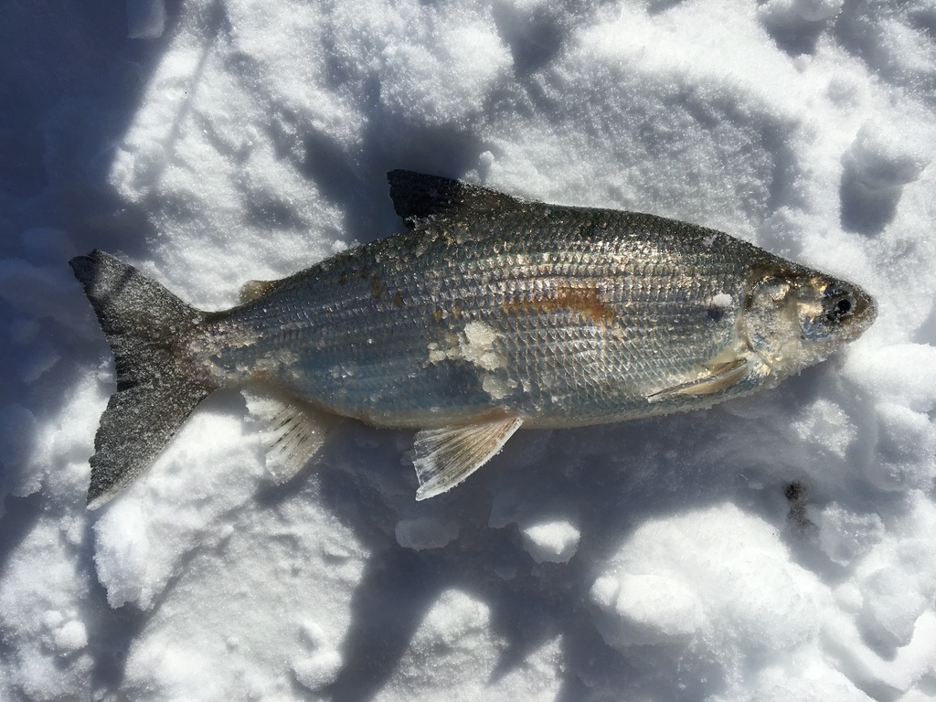 Cisco (Fish Biodiversity within Isle Royale National Park