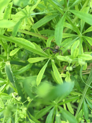 Thomisidae
