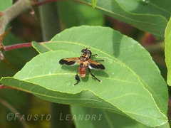 Galactomyia