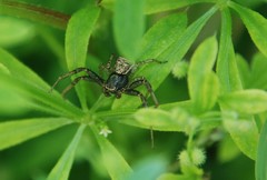 Thomisidae