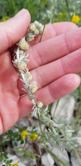 Artemisia alpina