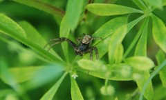 Thomisidae