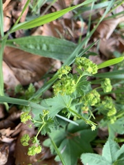Alchemilla vulgaris