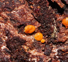 Trichoderma nothescens