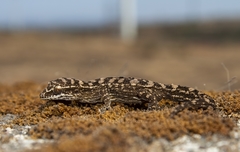 Hemidactylus sataraensis