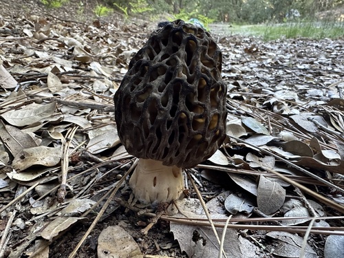 iNaturalist observation photo of Natural Black Morel