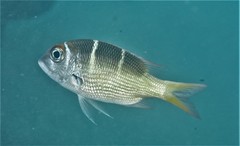 Monotaxis heterodon