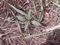 Cannabis sativa spontanea