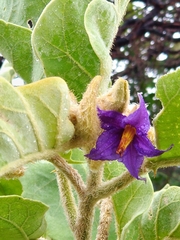 Solanum falciforme