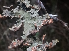 Pseudocyphellaria granulata