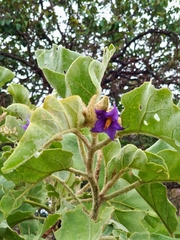 Solanum falciforme