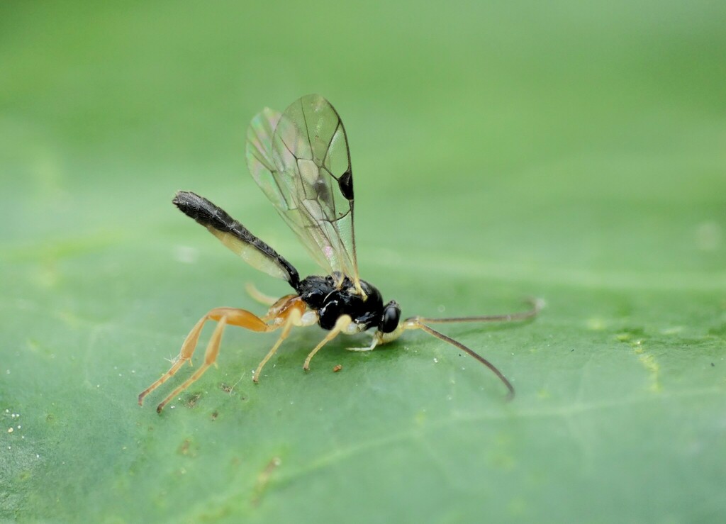 Orthocentrus stigmaticus