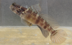 Cryptocentrus sericus