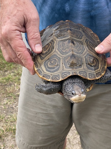 Diamondback Terrapin