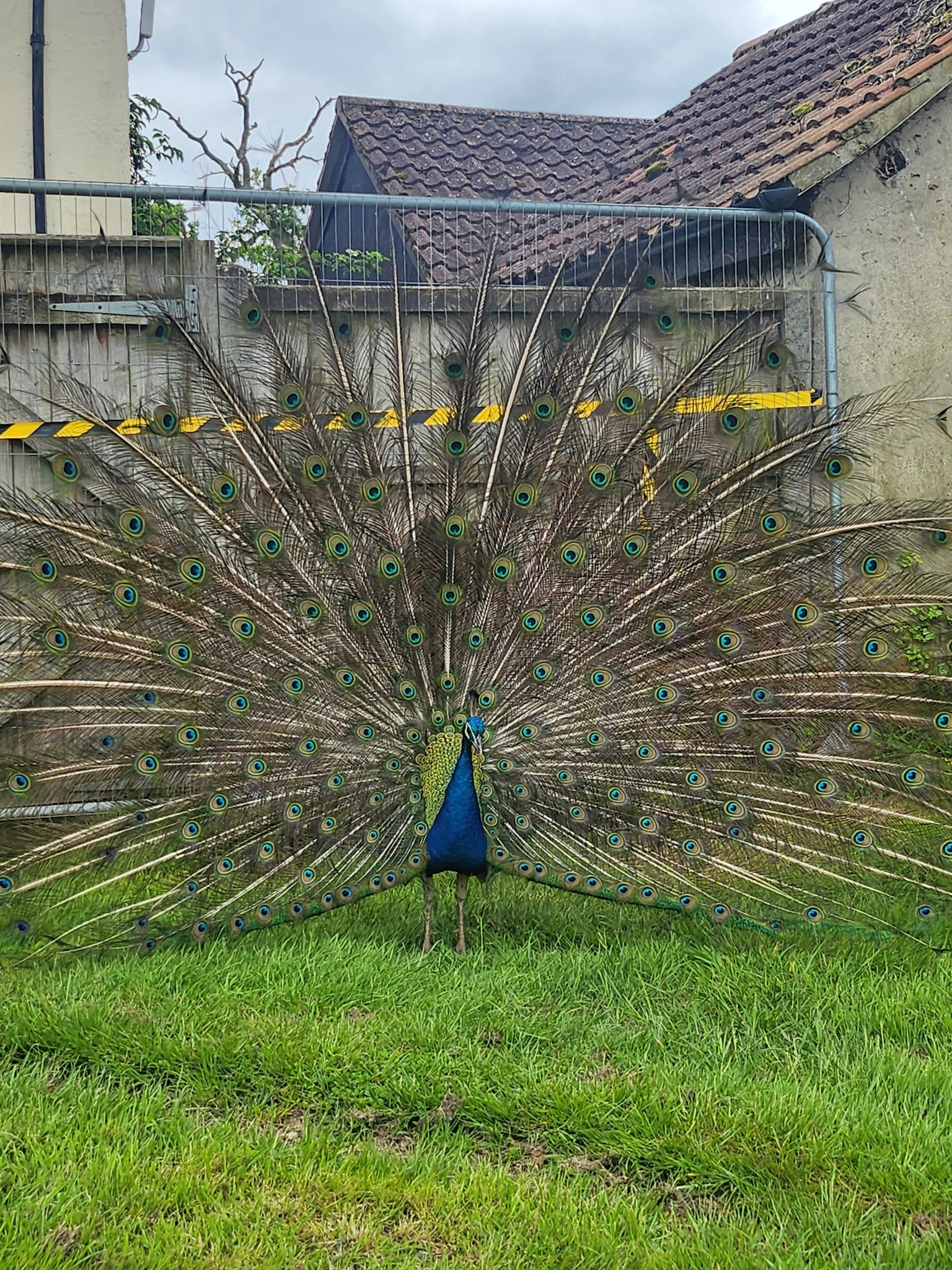 Indian Peafowl