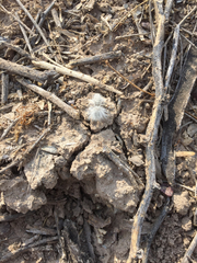 Dasymutilla gloriosa