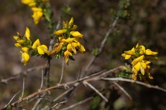 Genista anglica